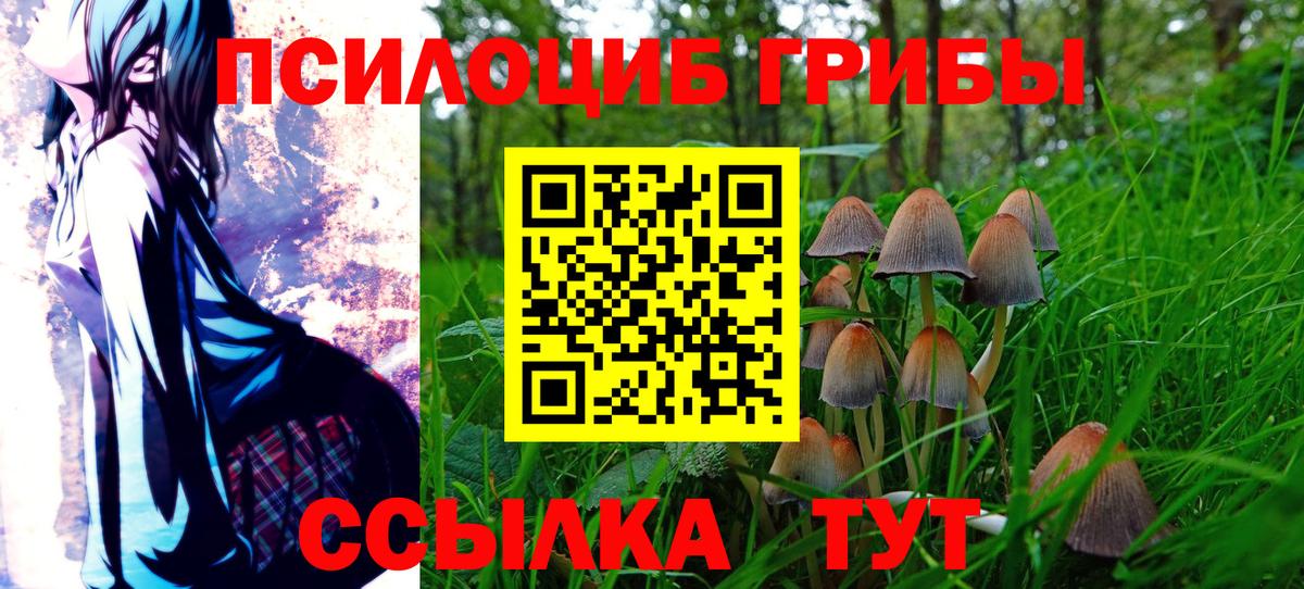 где купить наркоту  Вход с VPN  Пугачёв  Псилоцибиновые грибы Psilocybe  Псилоцибиновые грибы Cubensis 